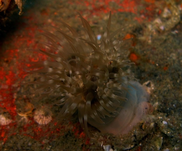 Представитель Семейства Isanthidae